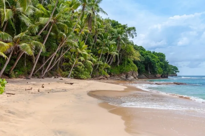a group of palm trees on a beach